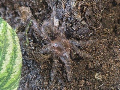 Tarantulas and enclosures