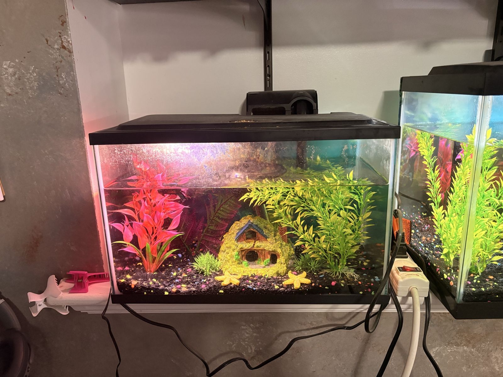 5 gallon fish tank