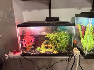 5 gallon fish tank