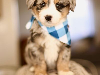 Mini Australian Mountain Doodles