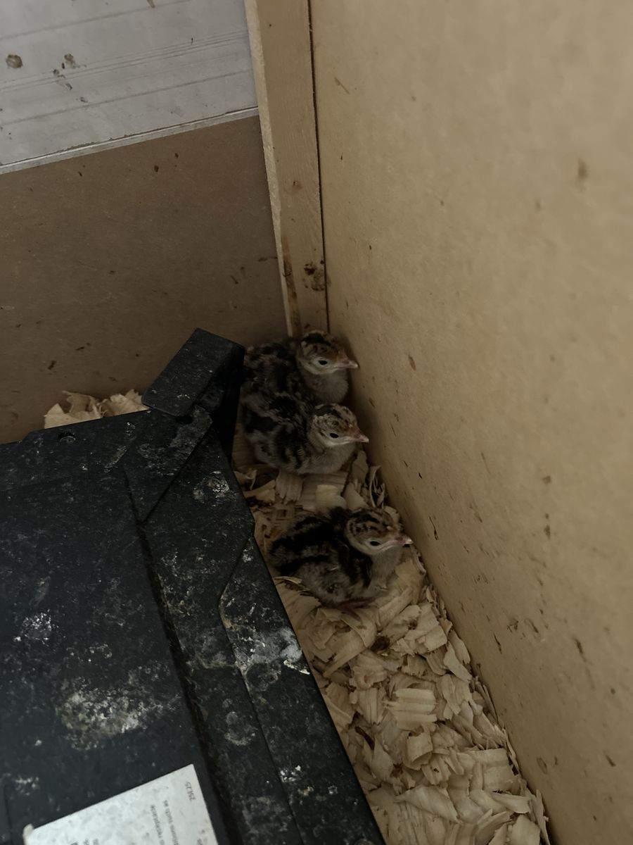 Narragansett turkey chicks