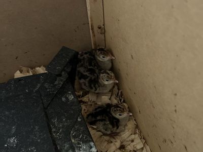 Narragansett turkey chicks