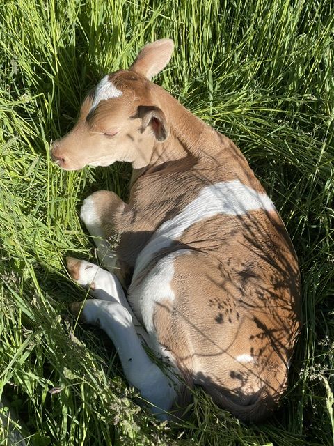 MIK COW & BULL CALF FOR SALE