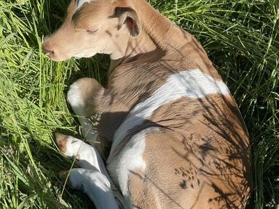 MIK COW & BULL CALF FOR SALE