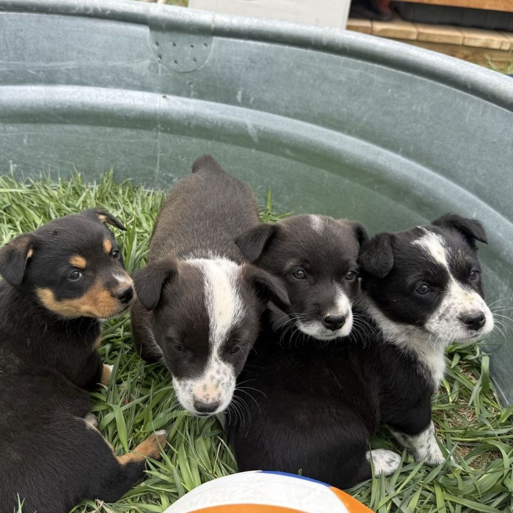 3 males far left available