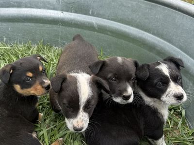 3 males far left available