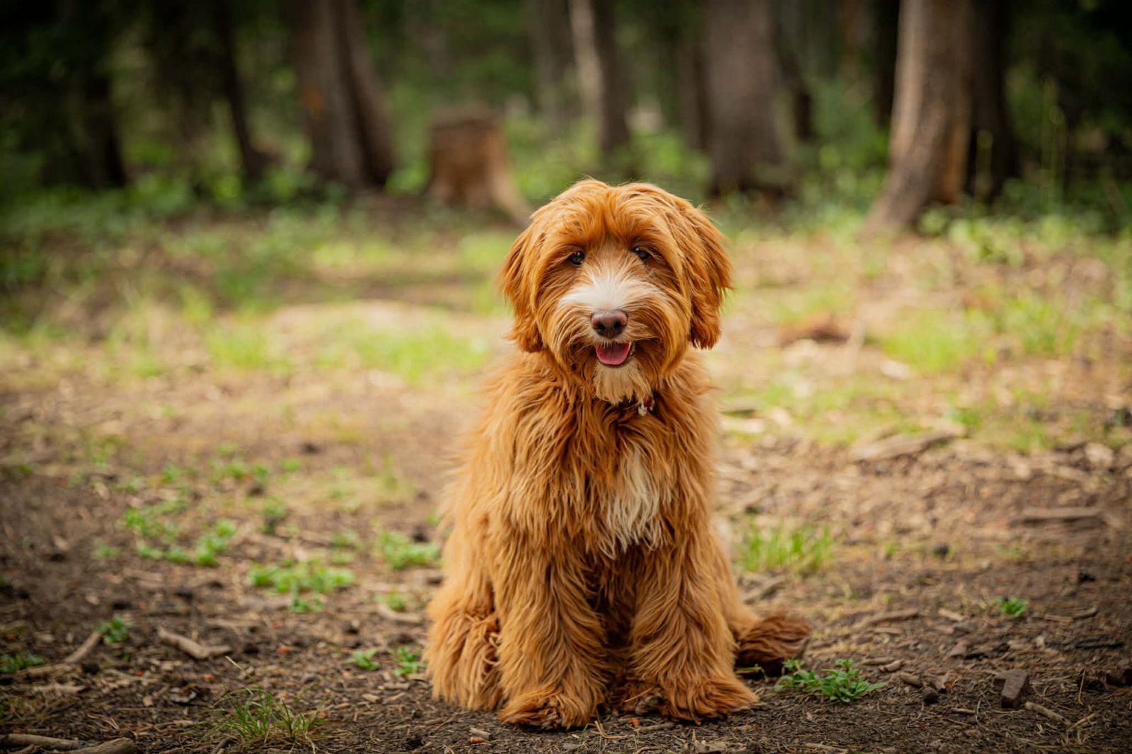 Mini Australian GoldenDoodle Trained