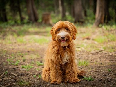 Mini Australian GoldenDoodle Trained