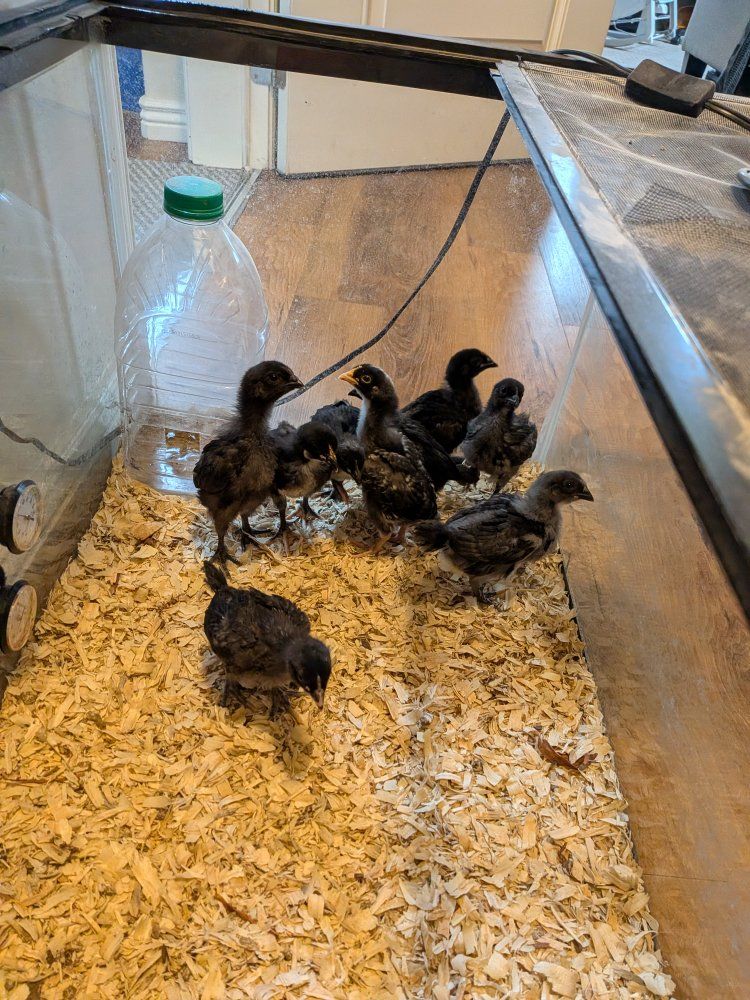 Straight Run Barnyard Mix Chicks - 3 Weeks Old