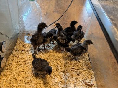 Straight Run Barnyard Mix Chicks - 3 Weeks Old