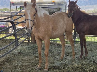 AQHA colonel smoking gun/freckles merada yearling