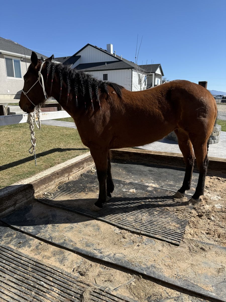 10 Year Old Barrel Horse OBO