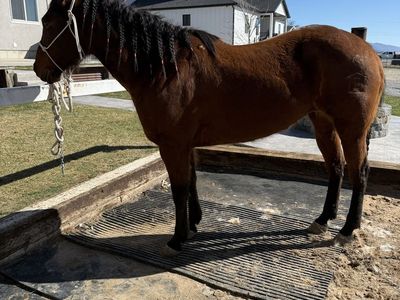 10 Year Old Barrel Horse OBO