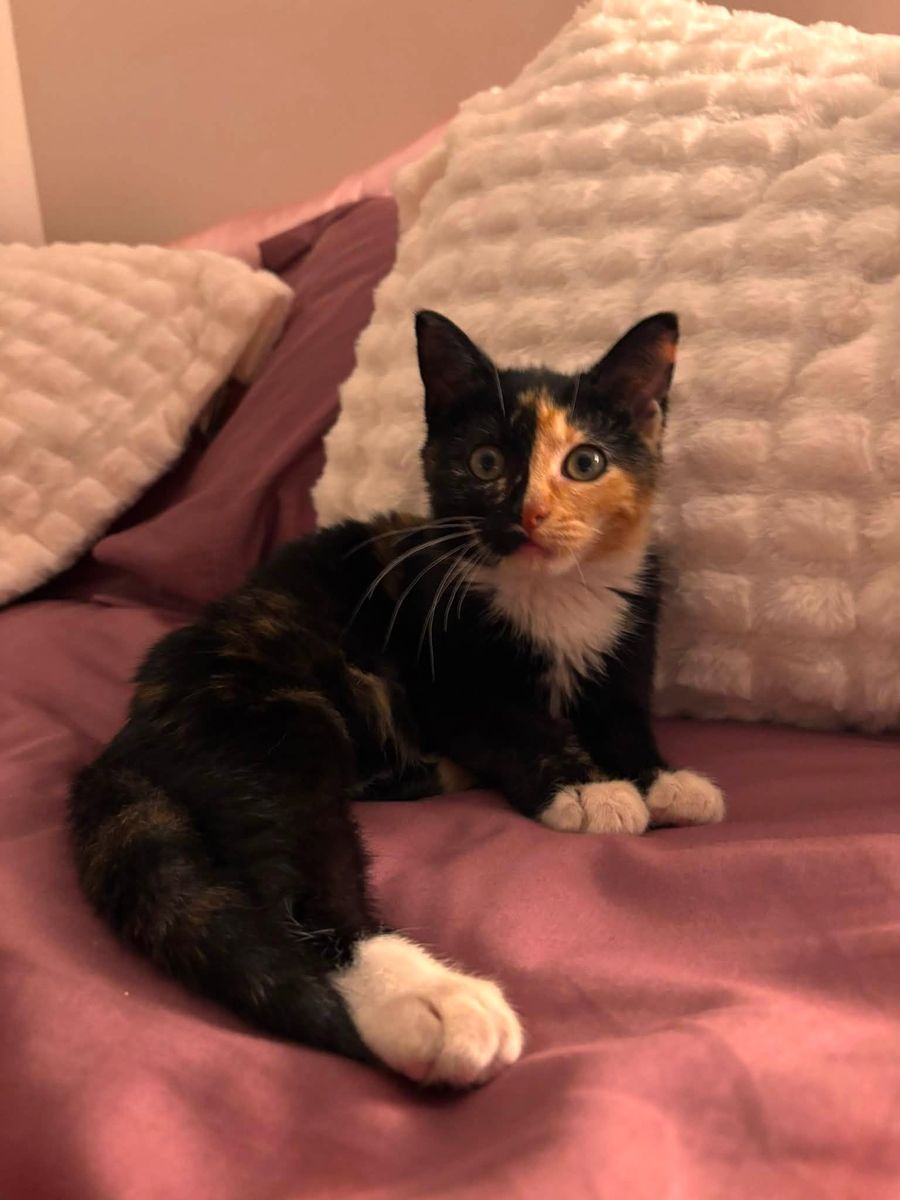 Tortie Kitten - 9 weeks - Ready for a Home