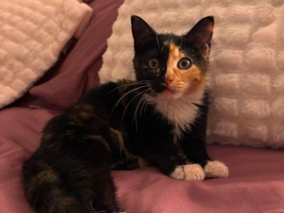 Tortie Kitten - 9 weeks - Ready for a Home