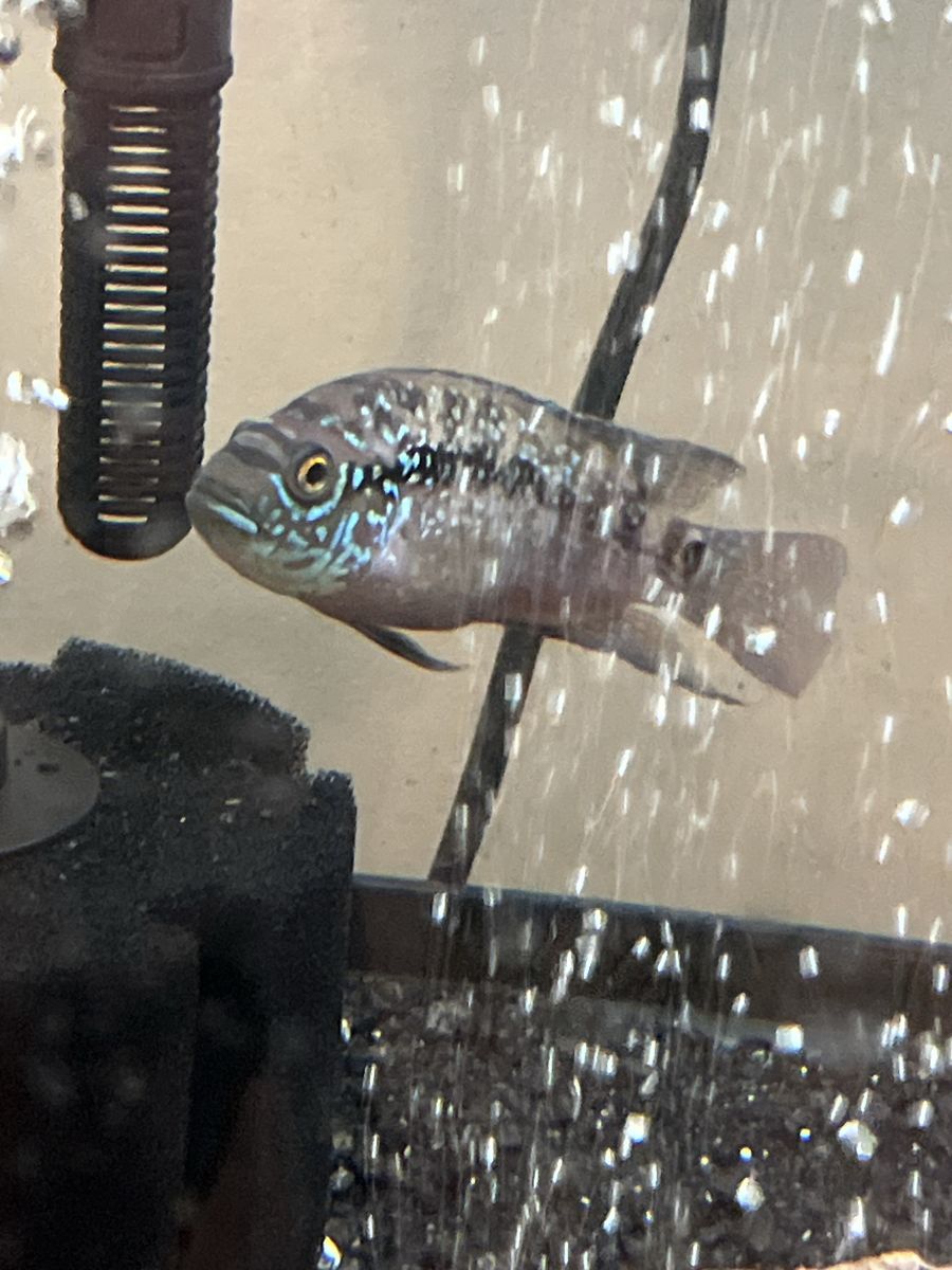 Jack Dempsey cichlid 