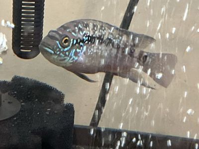 Jack Dempsey cichlid