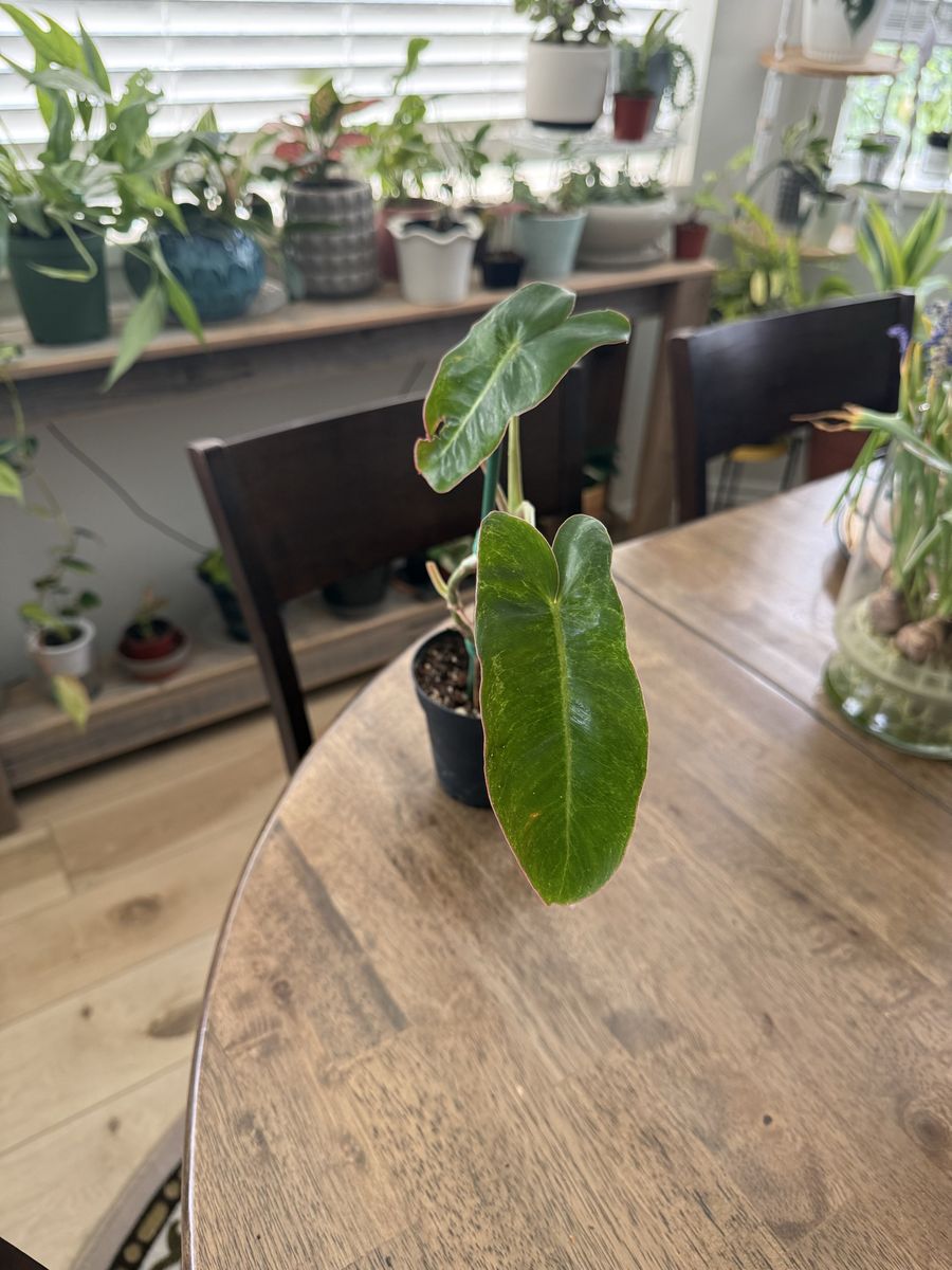 Philodendron Billietiae