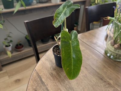 Philodendron Billietiae