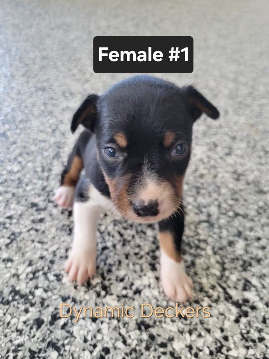 Decker Terrier Puppies