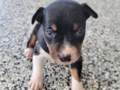 Decker Terrier Puppies