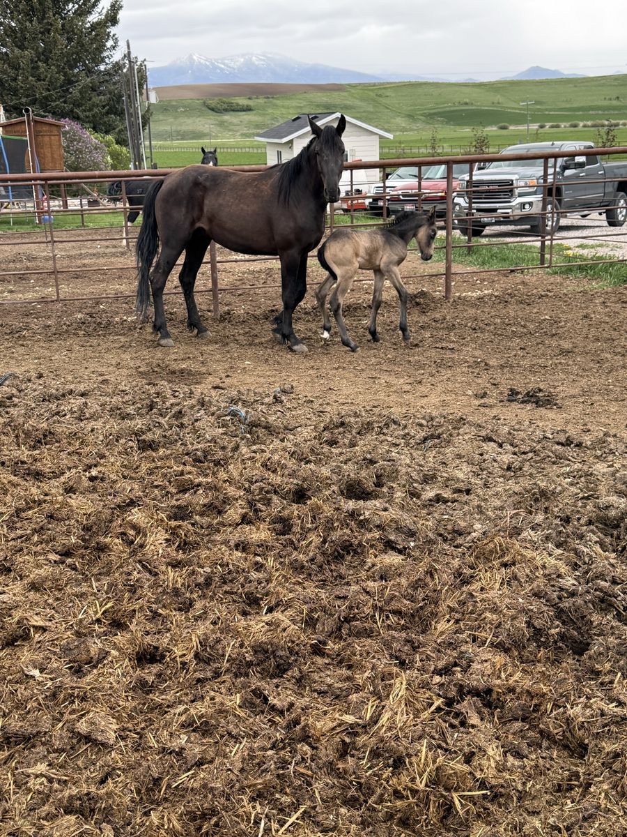Half Draft Half Tennessee Walker Mare
