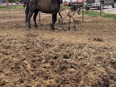 Half Draft Half Tennessee Walker Mare