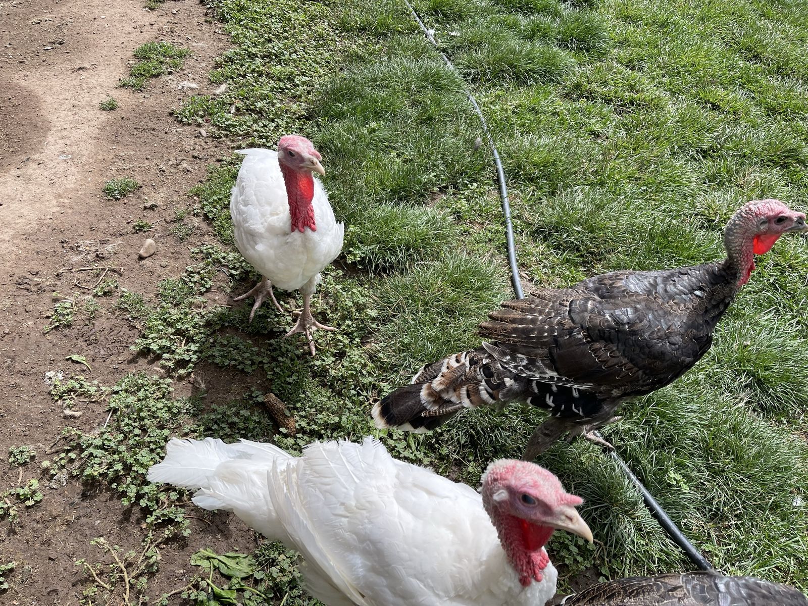 3 Turkish, $50 for all of them