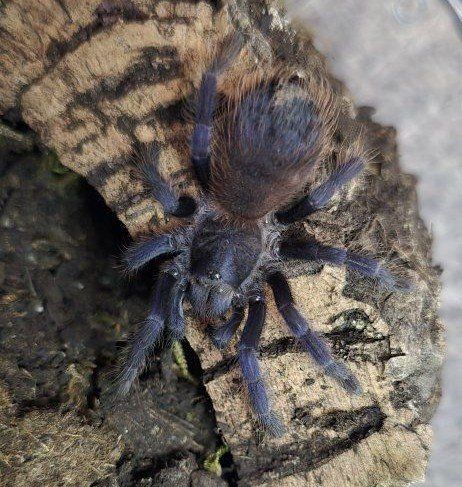 Lasiocyano sazimai Female Tarantula