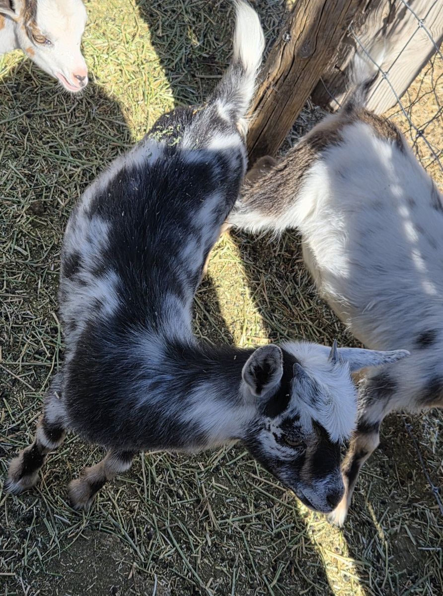 2 Nigerian Dwarf Goats for Sale (1 Female,  1 Wether)