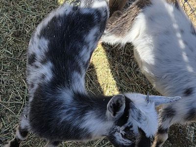 2 Nigerian Dwarf Goats for Sale (1 Female, 1 Wether)