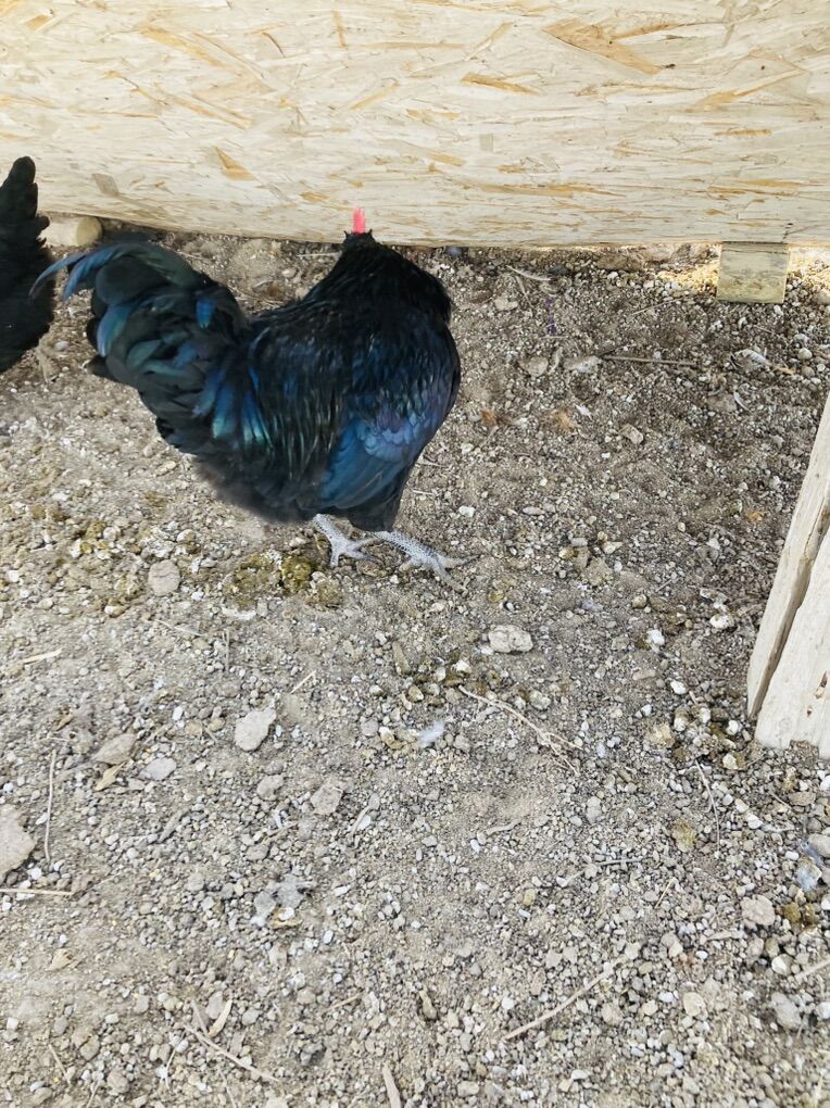 Young Healthy Rooster