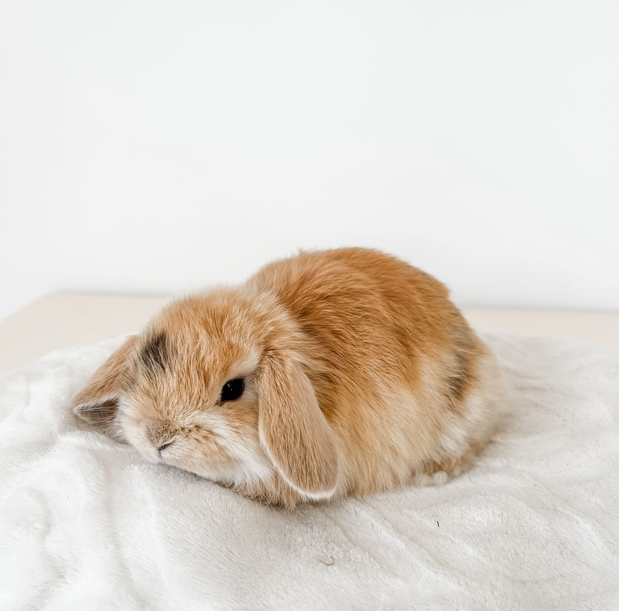 Darling Harlequin Holland Lop Doe