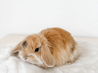 Darling Harlequin Holland Lop Doe
