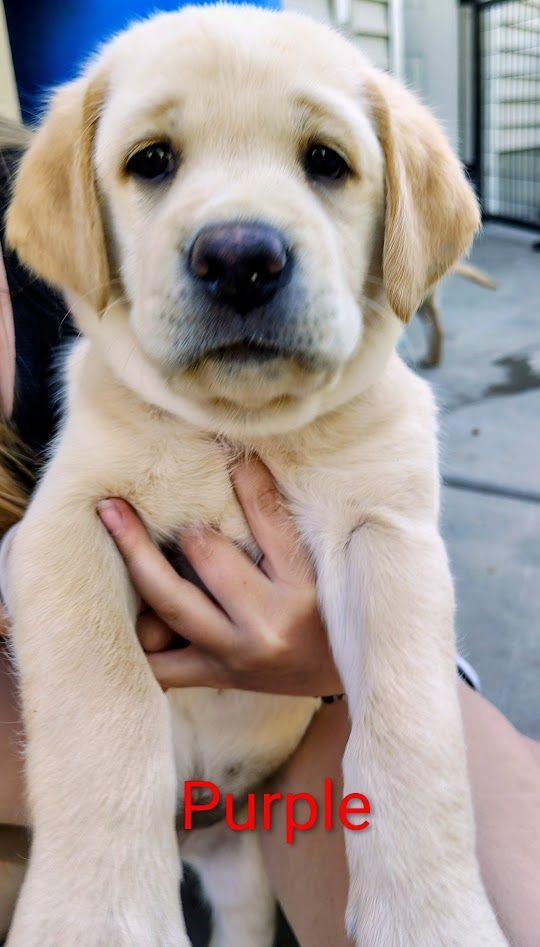 Purebred AKC Registered Labrador Retriever Puppy Dogs, lab puppies, puppy