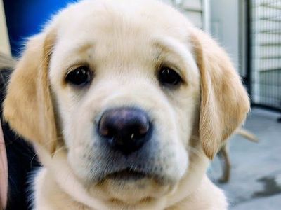 Purebred AKC Registered Labrador Retriever Puppy Dogs, lab puppies, puppy
