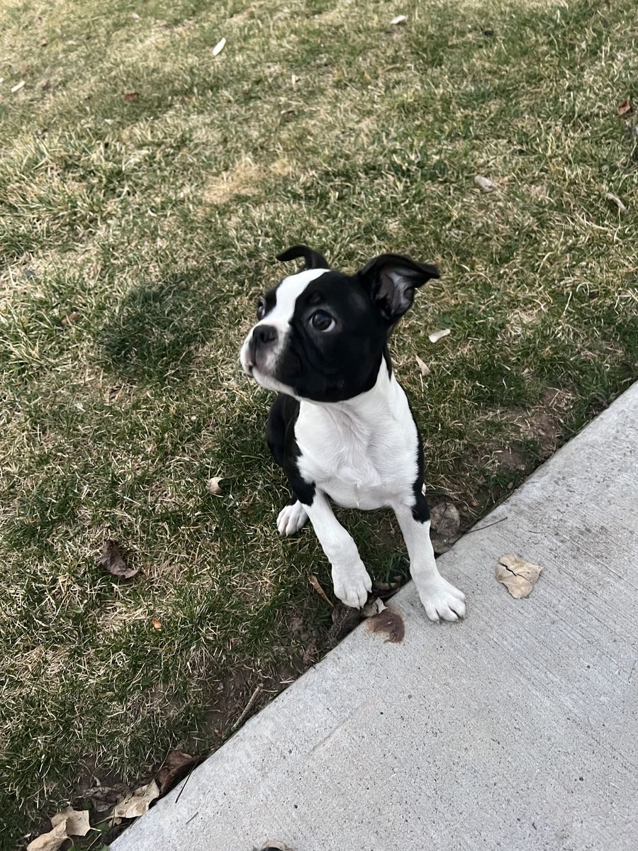 Boston terrier