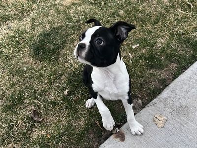 Boston terrier