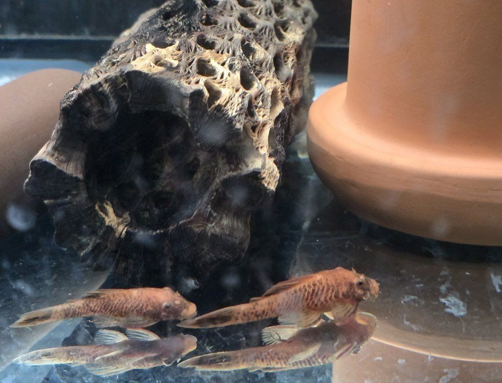super red calico bristlenose plecos