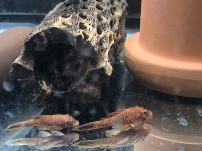 super red calico bristlenose plecos