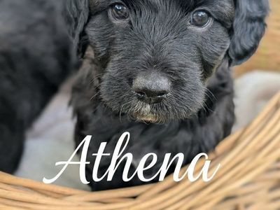 F1 Mini Aussidoodle Puppies