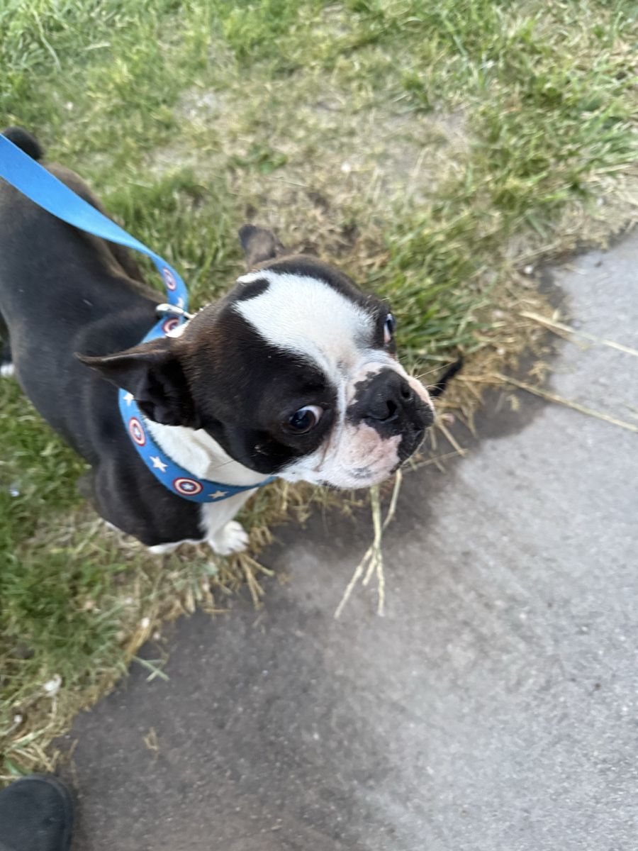 Rehoming a Doberman and Boston terrier