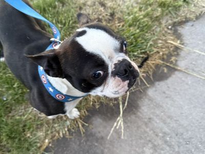 Rehoming a Doberman and Boston terrier