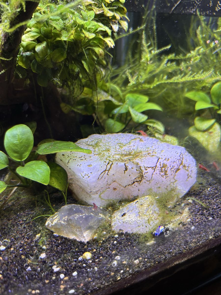 Cherry Shrimp Tank