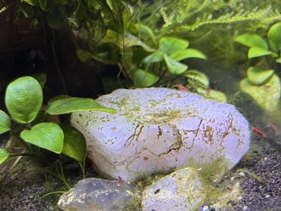 Cherry Shrimp Tank