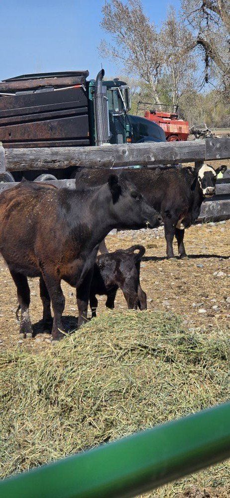 3 black angus pairs