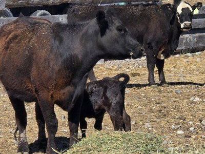 3 black angus pairs