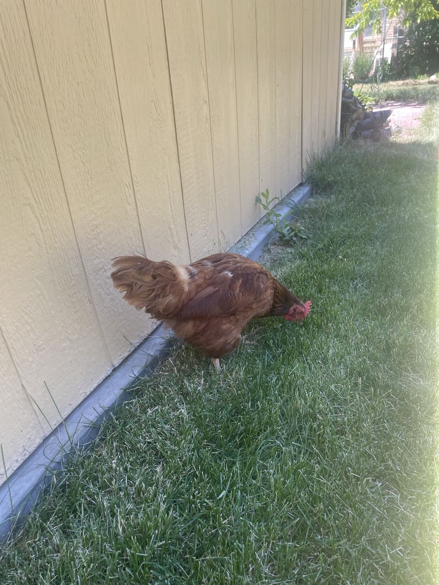 Chicken