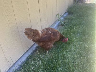 Chicken