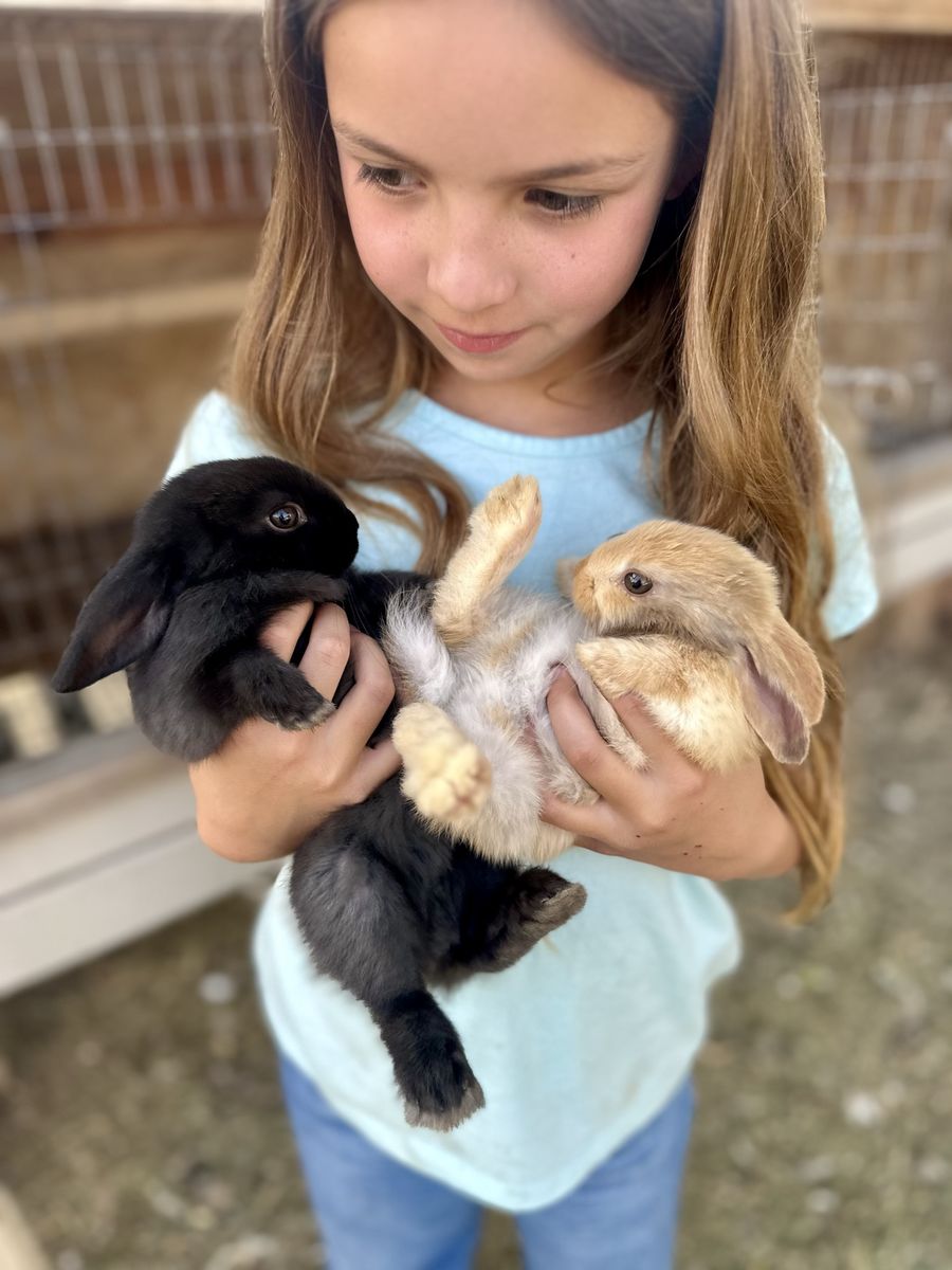 Adorable Baby, Young, and Adult Rabbits - Perfect for Your Home!